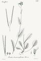 Fourraea alpina - Iconographia botanica seu plantae criticae - t. 192 - fig. 333.jpg