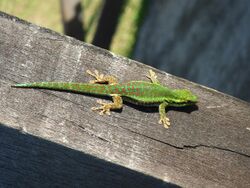 Gecko Vert des Hauts - Phelsuma Borbonica (1).jpg