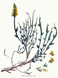 Genista sagittalis — Flora Batava — Volume v17 - clean.jpg