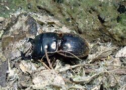 Geodorcus capito.jpg