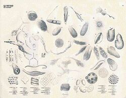 Georg August Goldfuss Protozoa Infusoria Monades.jpg