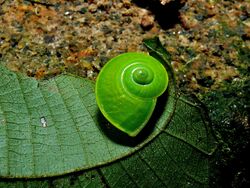 Green Snail (Rhinocochlis nasuta) (6658503397).jpg