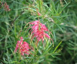 Grevillea pinaster.jpg