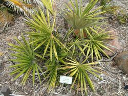 Guihaia argyrata - University of California Botanical Garden - DSC08994.JPG