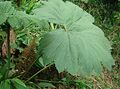 Gunnera tayrona (14746906163).jpg