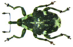 Hadroplontus litura (Fabricius, 1775) (8440929660).png