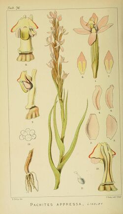 Harry Bolus - Orchids of South Africa - volume I plate 076 (1896).jpg