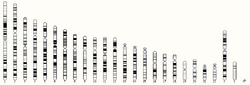 Human whole genome.png