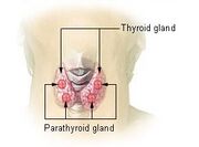 Location of the thyroid and parathyroid glands in front of the layrnx.