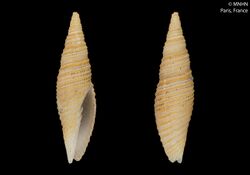 Imbricaria tahitiensis (MNHN-IM-2000-25721).jpeg