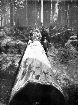 Karri log in Primer of Forestry Poole 1922.png
