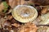 Lactarius blennius - Lindsey.jpg