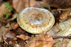 Lactarius blennius - Lindsey.jpg