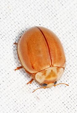 Lady Beetle - Myzia interrupta, Great Basin National Park, Baker, Nevada.jpg