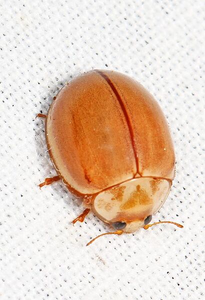 File:Lady Beetle - Myzia interrupta, Great Basin National Park, Baker, Nevada.jpg