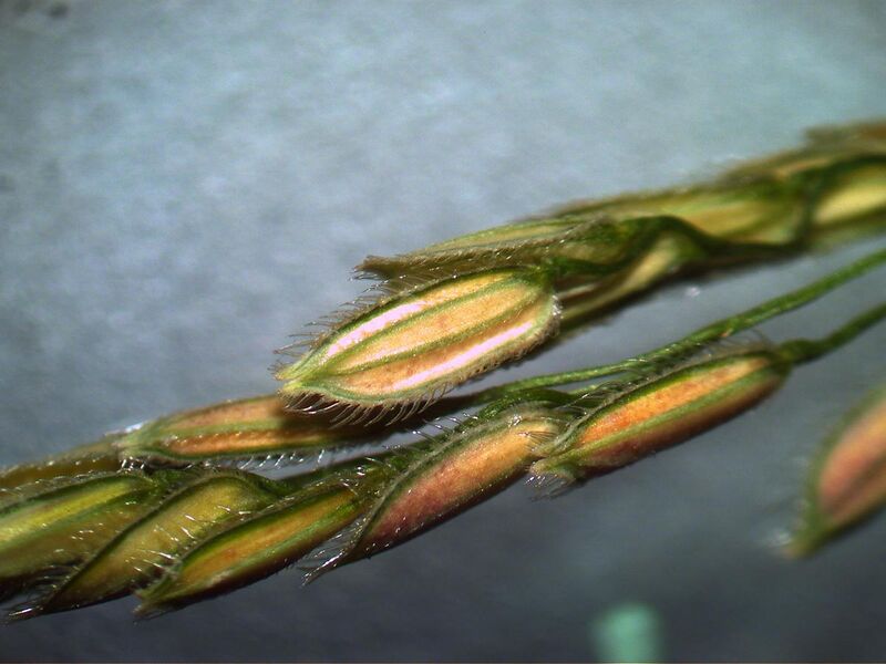 File:Leersia hexandra spikelets.jpg