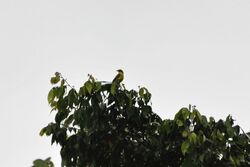 Lemon-browed Flycatcher (5285655862).jpg