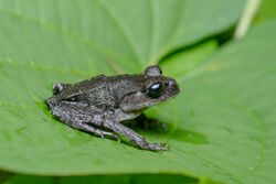 Leptobrachium chapaense, White-eyed litter frog - Kaeng Krachan National Park.jpg
