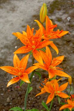 Lilium tsingtauense.jpg