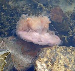 Lion's mane jellyfish open showing underside.jpg