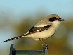 Loggerhead Shrike florida RWD6.jpg