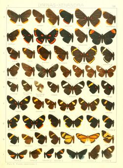 Macrolepidoptera15seit 0289.jpg
