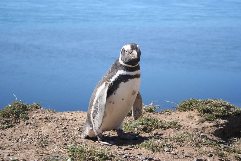 File:Magellanic penguin.jpg