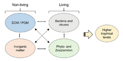 Marine connections between the living and the nonliving.png