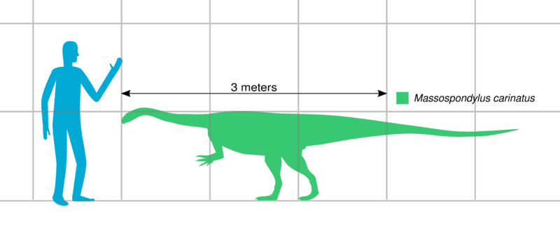 File:Massospondylus scale SW.svg