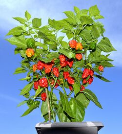 Mature Carolina Reaper (2017).jpg