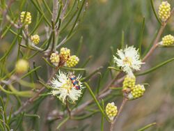 Melaleuca uncinata (leaves, fruits).JPG