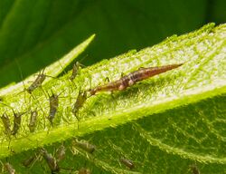 Micromus.aphids.2.jpg