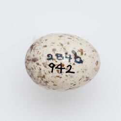 Image of Mohoua novaeseelandiae egg in the collection of Auckland Museum