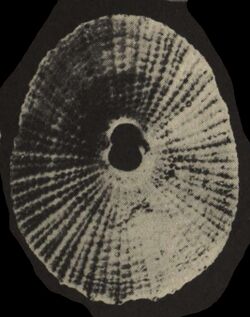 Monodilepas otagoensis shell.jpg