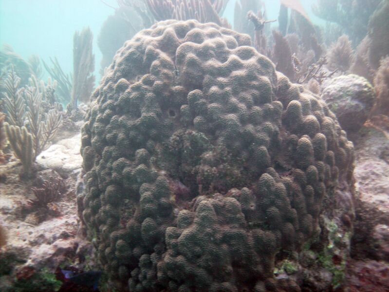 File:Montastraea annularis Molasses reef FL.jpg