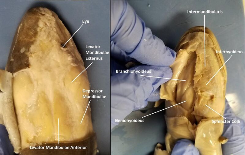 File:Musculature of upper and lower Jaw in Amphiuma.jpg