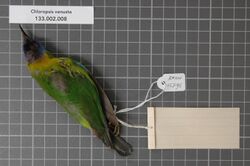 Naturalis Biodiversity Center - RMNH.AVES.127195 2 - Chloropsis venusta (Bonaparte, 1850) - Irenidae - bird skin specimen.jpeg