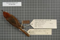Naturalis Biodiversity Center - RMNH.AVES.18609 1 - Clytomyias insignis oorti Rothschild and Hartert, 1907 - Maluridae - bird skin specimen.jpeg