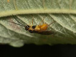 Nematus pavidus laying eggs on Willow leaf (23423181176).jpg