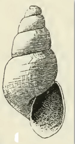 Odostomia spreadboroughi 001.png