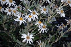 Olearia pannosa flowers.jpg