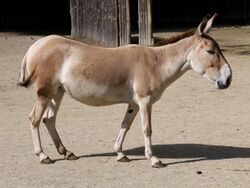 Onager Asiatischer Wildesel Equus hemionus onager Zoo Augsburg-11.jpg