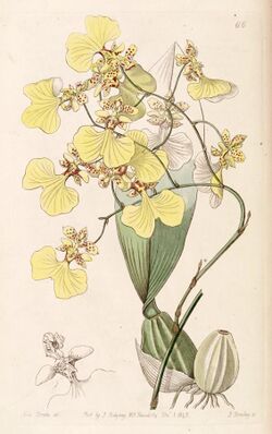 Oncidium bicolor - Edwards vol 29 (NS 6) pl 66 (1843).jpg