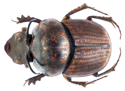 Onthophagus (Gibbonthophagus) luridipennis Boheman, 1858 male (9708833542).png