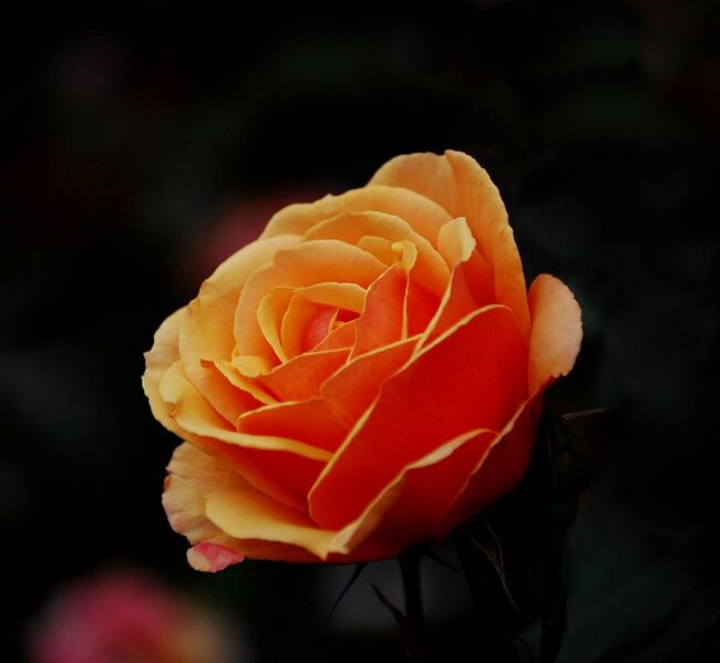 File:Orange Rose1.jpg