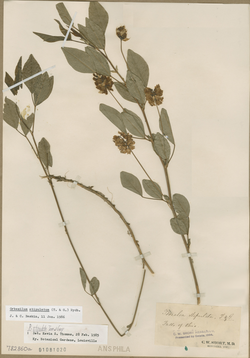 Orbexilum stipulatum.png