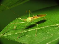Pale Green Assassin Bug (14454596254).jpg