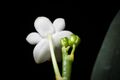 Phalaenopsis lobbii (Rchb.f.) H.R.Sweet, Gen. Phalaenopsis 53 (1980) (25785005717).jpg