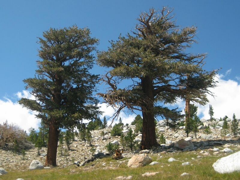 File:Pinus balfouriana John Muir Trail.jpg