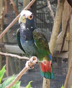 Pionus senilis -Macaw Mountain Bird Park, Honduras-8a-3c.jpg